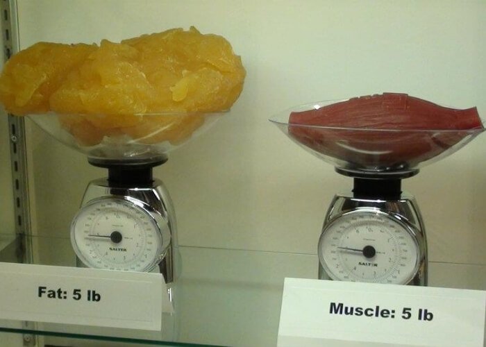 Comparación visual de 5 libras de grasa y 5 libras de músculo en dos básculas. La grasa, de color amarillo, ocupa más espacio que el músculo, de color rojo, que es más compacto. importancia de Ganar Músculo limpio